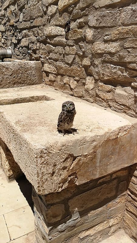The Birds of the Torre del Codina, Chapter 1: The Owl