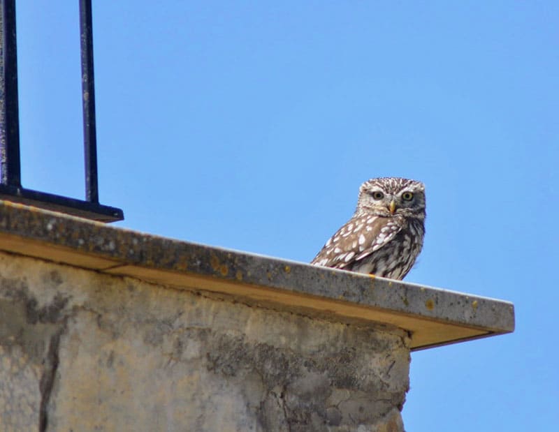 The Birds of the Torre del Codina, Chapter 1: The Owl