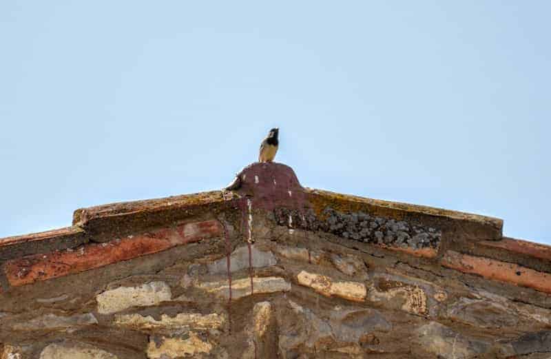 Sparrow on the roof