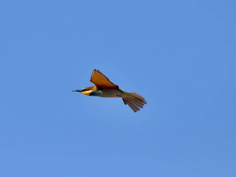 Bee-eater in flight