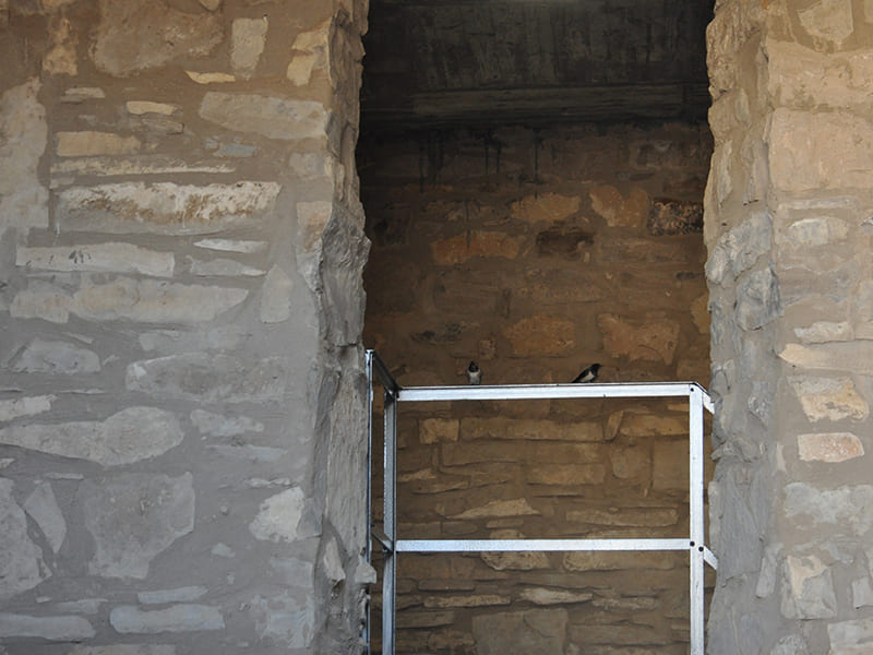 Orenetes dins del cobert del cup de la Torre del Codina.