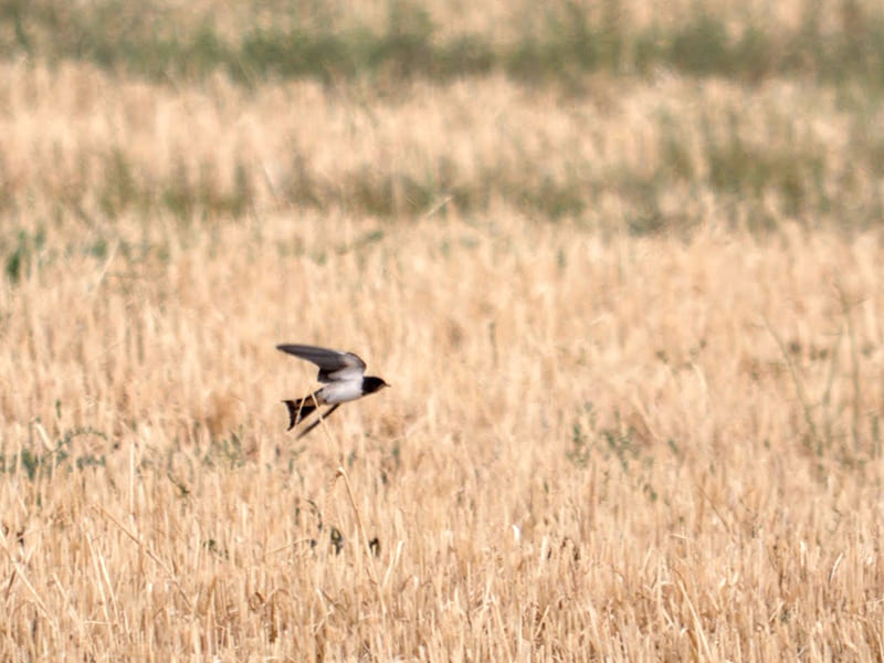 Swallow hunting insects on the fields.