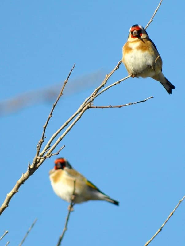 Pair of goldfinch.