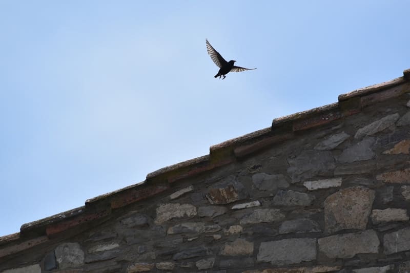 Mirlo volando por el tejado de la Torre del Codina.