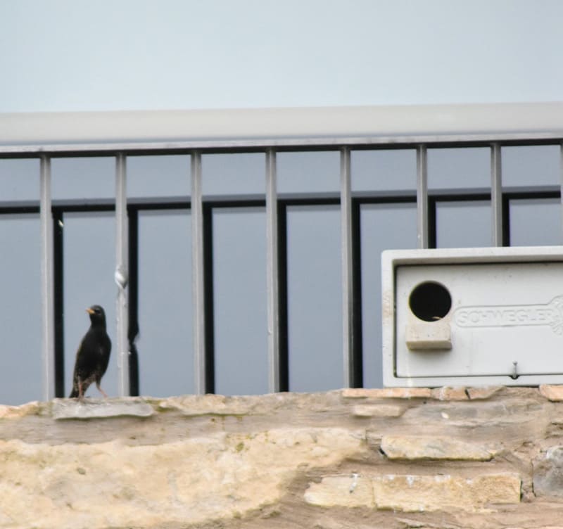 Blackbird près de son nid dans la Torre del Codina.