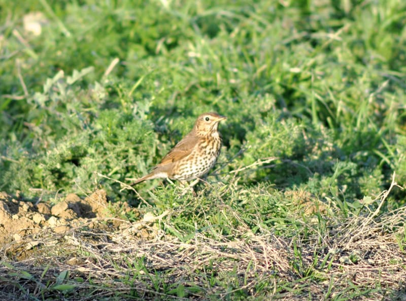 Thrush looking for food near the Torre del Codina pond.