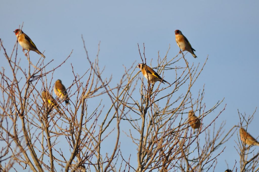 Flock of goldfinches (Carduelis carduelis).